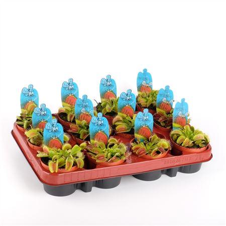 Горшечные цветы и растения оптом Dionaea Muscipula от 12шт (для телеги) из Голландии с доставкой по России
