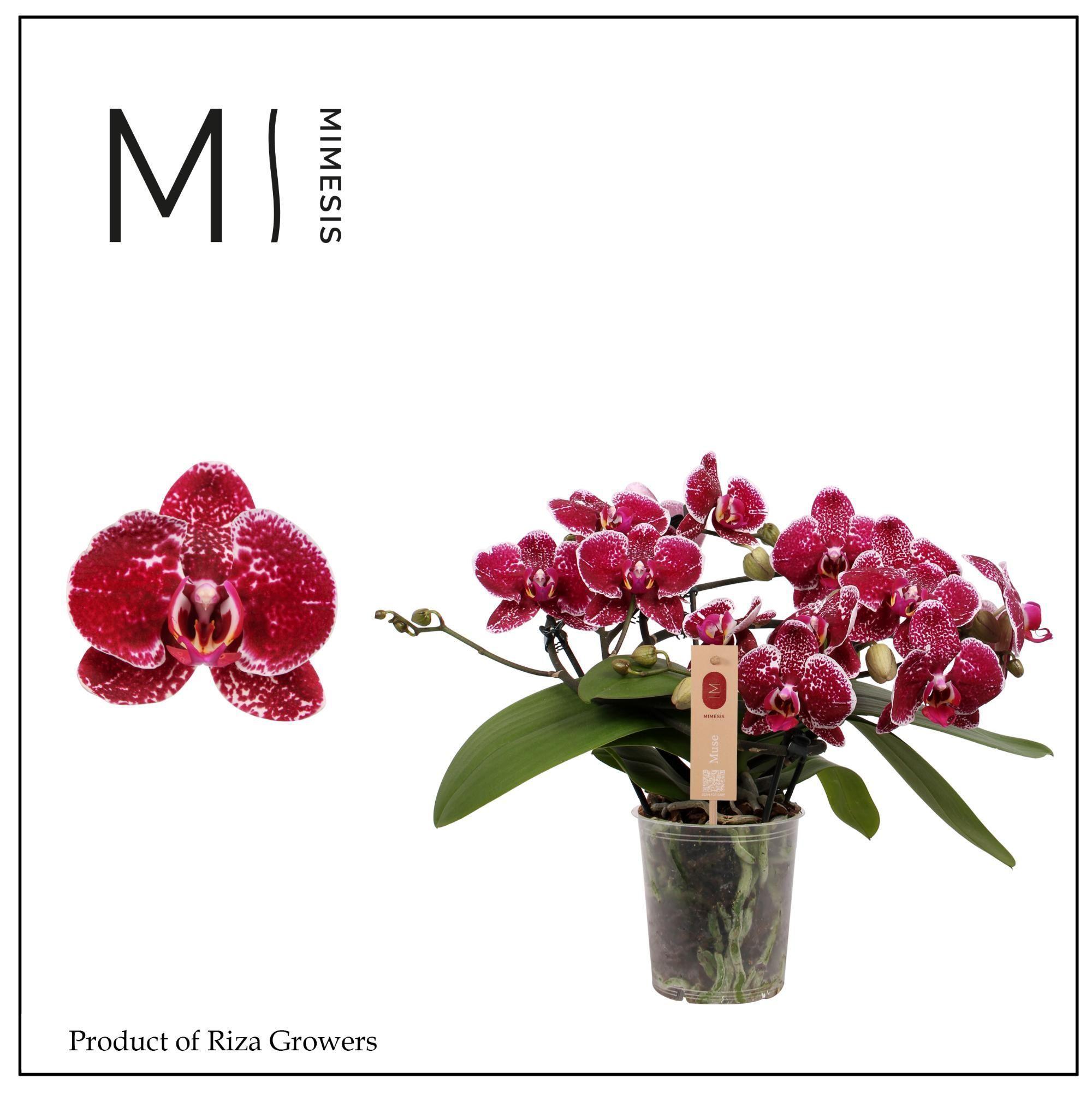 Горшечные цветы и растения оптом Phalaenopsis Muse Red от 3шт из Голландии с доставкой по России
