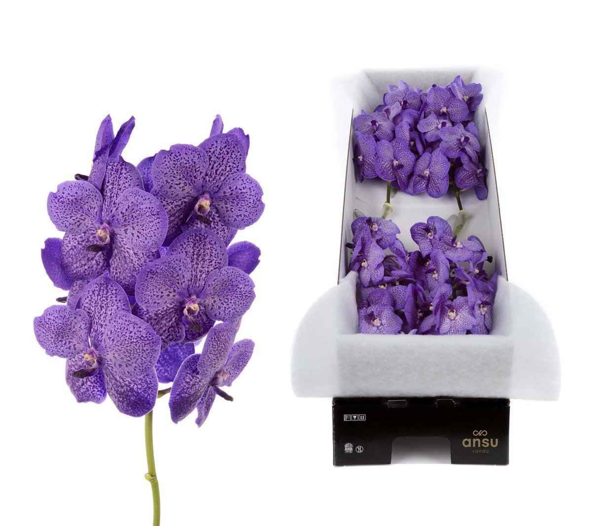 Срезанные цветы оптом Vanda sunanda lavender sprinkles per stem от 4шт. из Голландии с доставкой по России