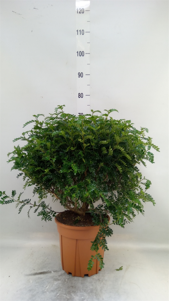 Горшечные цветы и растения оптом Zanthoxylum Bush от 1шт из Голландии с доставкой по России