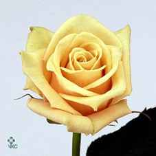 Срезанные цветы оптом Rosa la sahara de meilland от 24шт из Голландии с доставкой по России