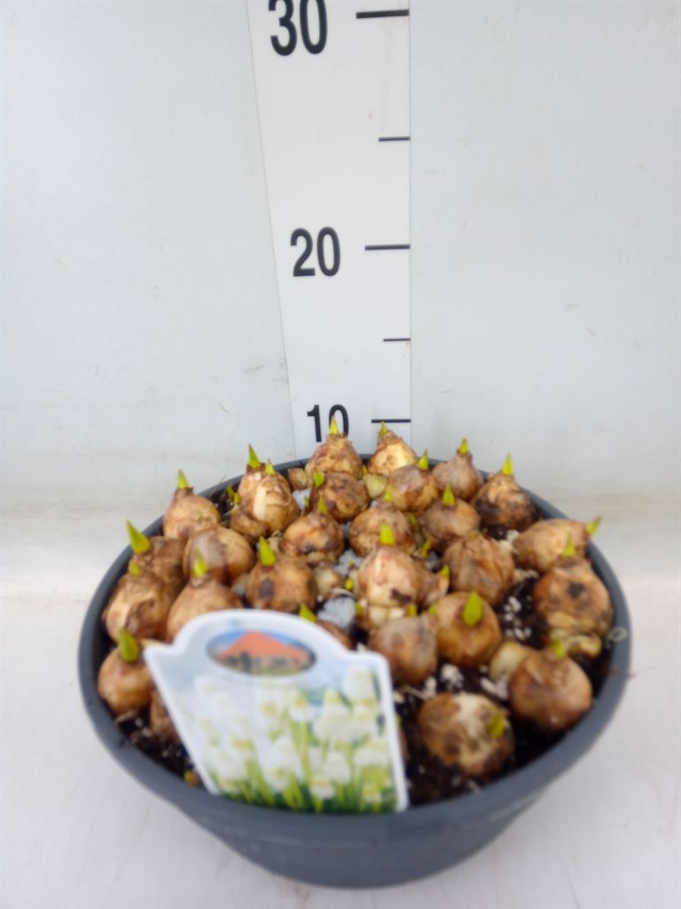 Горшечные цветы и растения оптом Muscari   ... от 1шт из Голландии с доставкой по России