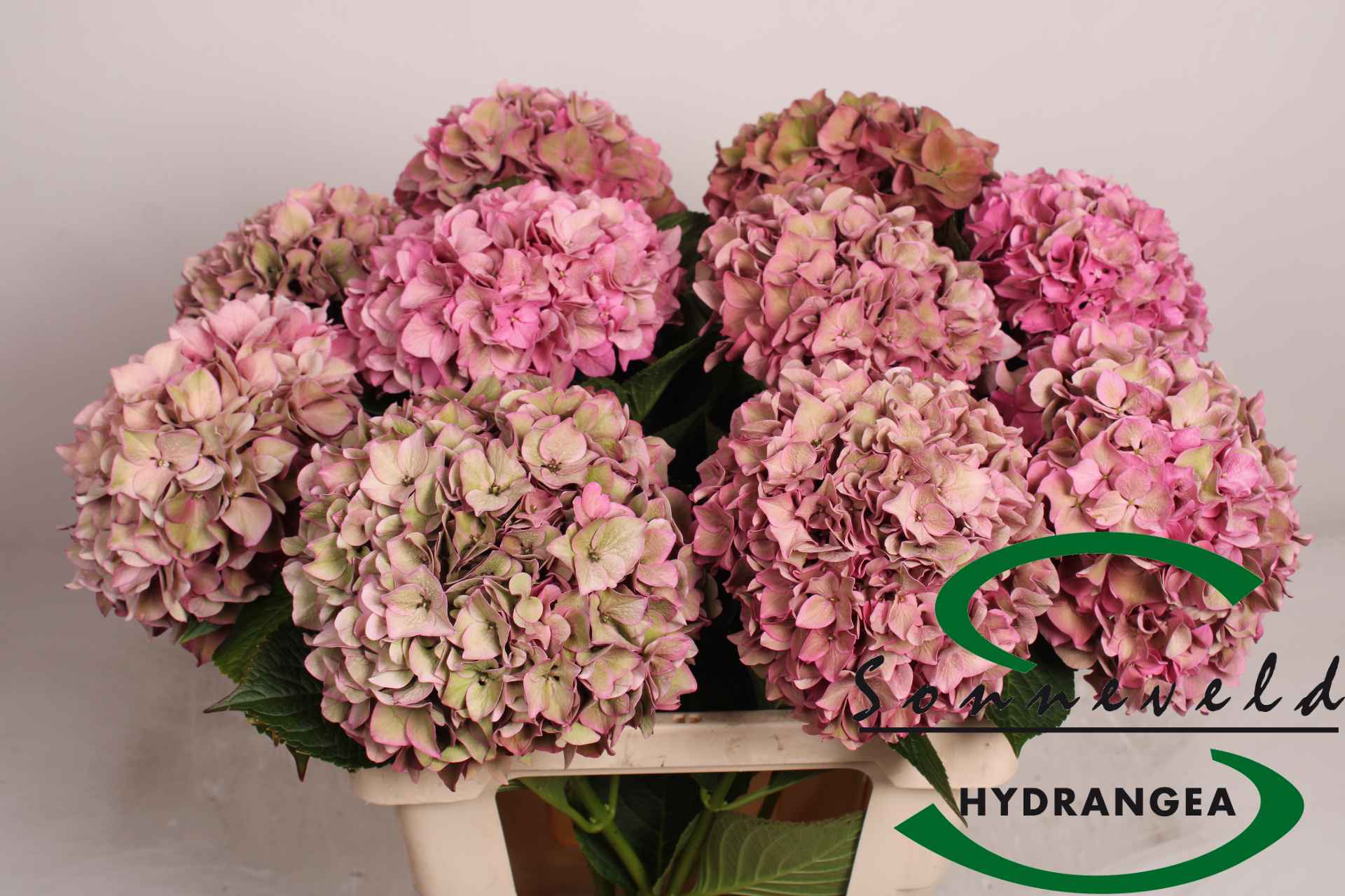 Срезанные цветы оптом Hydrangea rodeo classic от 10шт из Голландии с доставкой по России