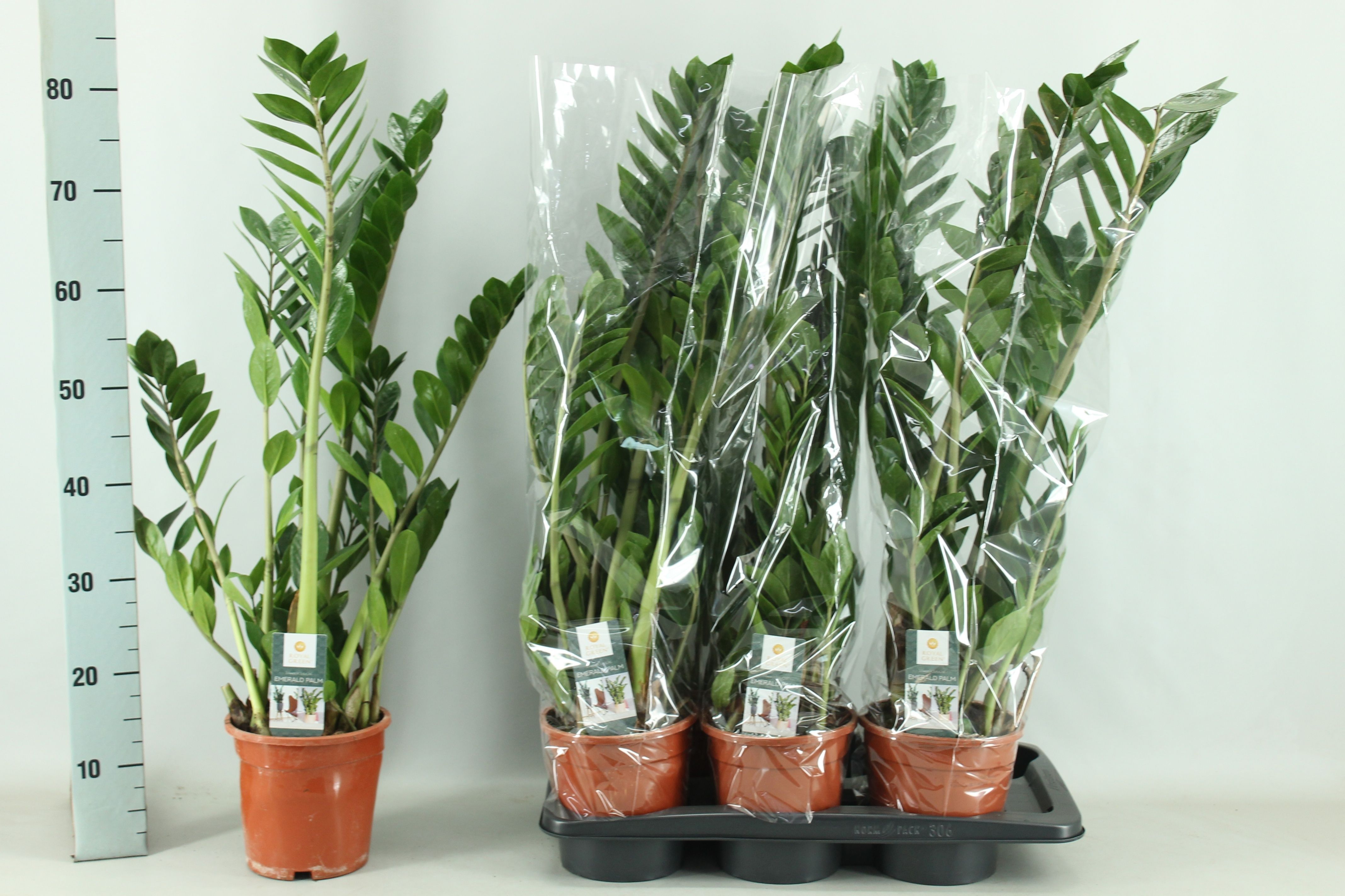 Горшечные цветы и растения оптом Zamio Zamiifolia от 6шт из Голландии с доставкой по России