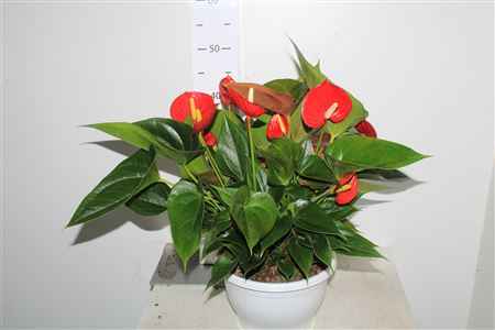 Горшечные цветы и растения оптом Anthu A Arisa Red 7+ Schaal от 1шт из Голландии с доставкой по России
