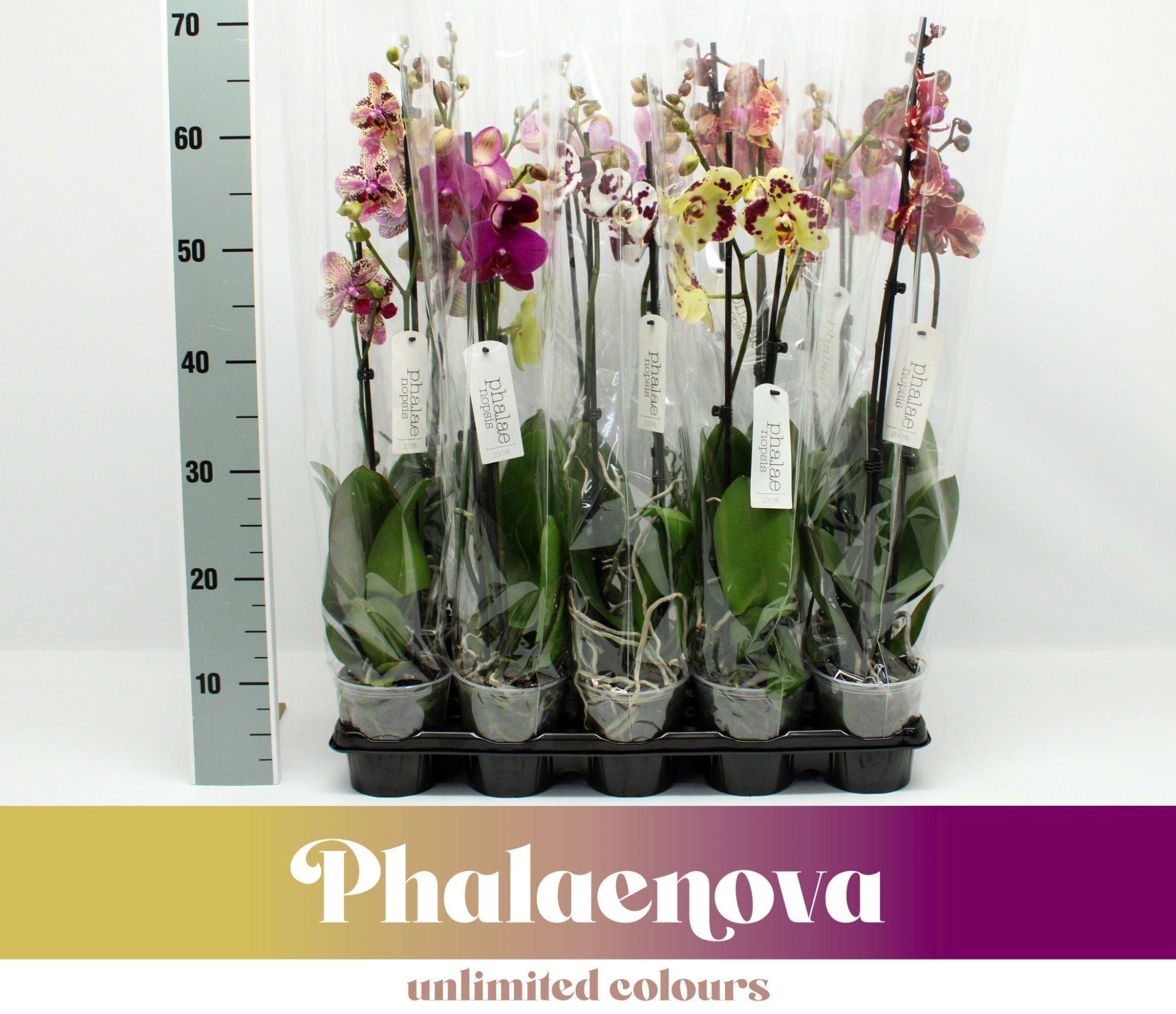 Горшечные цветы и растения оптом Phal 2st Mx 12+ (phalaenova) от 10шт из Голландии с доставкой по России