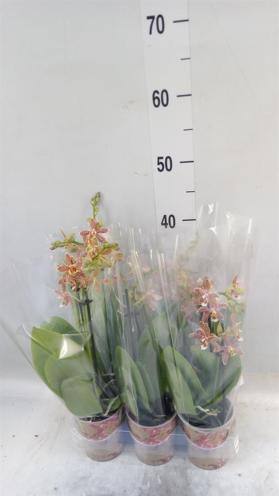 Горшечные цветы и растения оптом Phalaenopsis Multi.   ...orange от 6шт (для телеги) из Голландии с доставкой по России