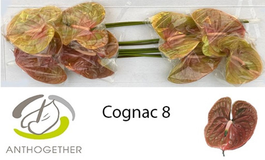 Срезанные цветы оптом Anthurium cognac от 8шт из Голландии с доставкой по России