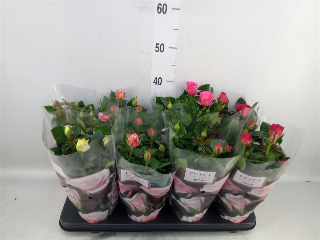 Горшечные цветы и растения оптом Rosa Patio Mix от 8шт из Голландии с доставкой по России
