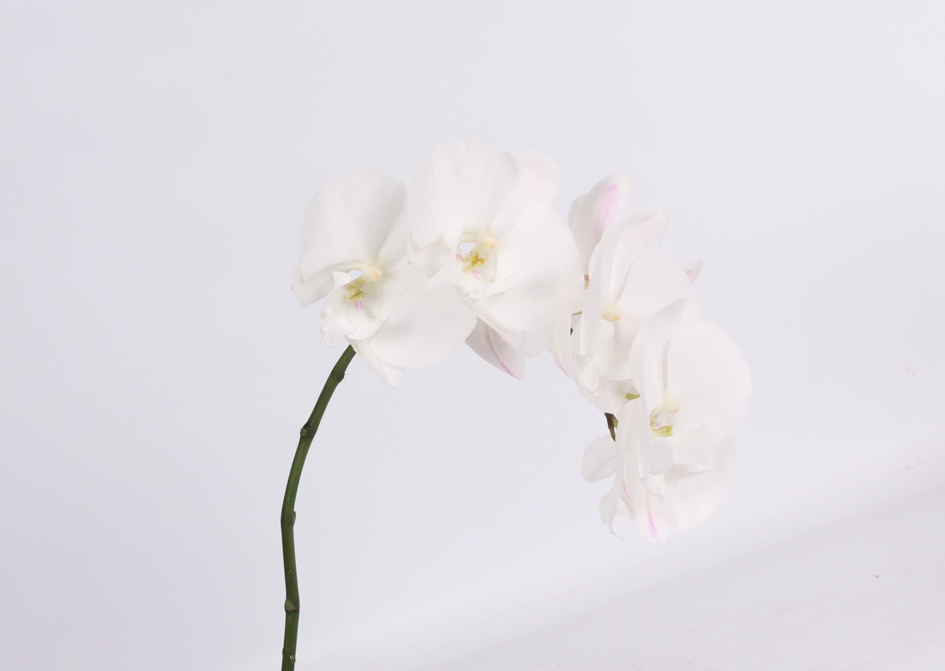 Срезанные цветы оптом Phalaenopsis white lips (per stem) от 10шт. из Голландии с доставкой по России