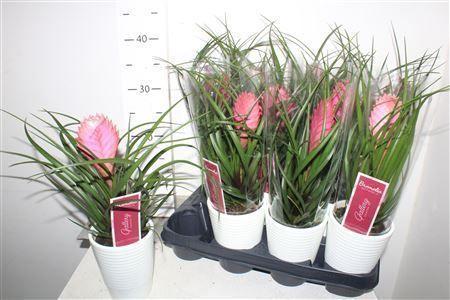 Горшечные цветы и растения оптом Till Cyanea Anita In Keramiek Pot от 11шт из Голландии с доставкой по России