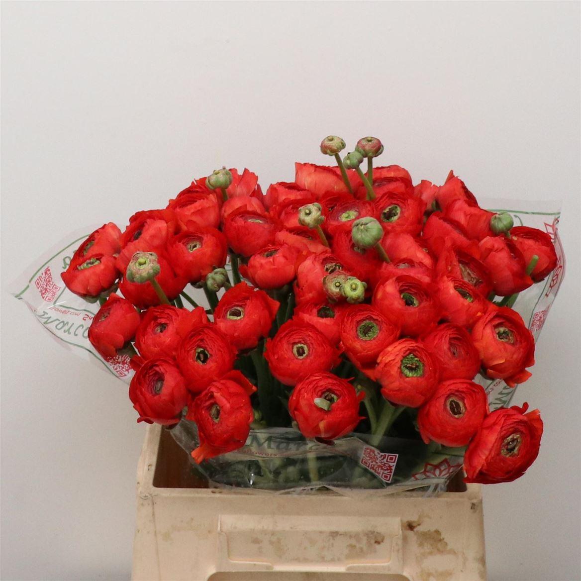 Срезанные цветы оптом Ranunculus success sangria от 50шт из Голландии с доставкой по России