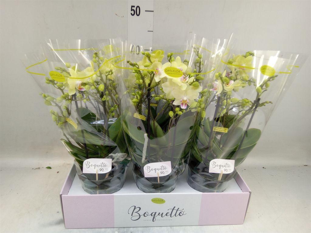Горшечные цветы и растения оптом Phalaenopsis Multi.   ...yellow от 6шт из Голландии с доставкой по России
