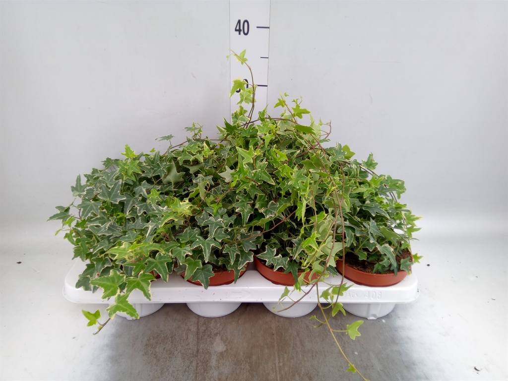 Горшечные цветы и растения оптом Hedera   ...variegated от 8шт из Голландии с доставкой по России