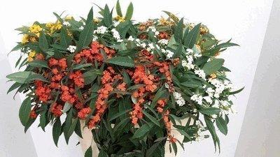 Срезанные цветы оптом Euphorbia sp mix от 80шт из Голландии с доставкой по России