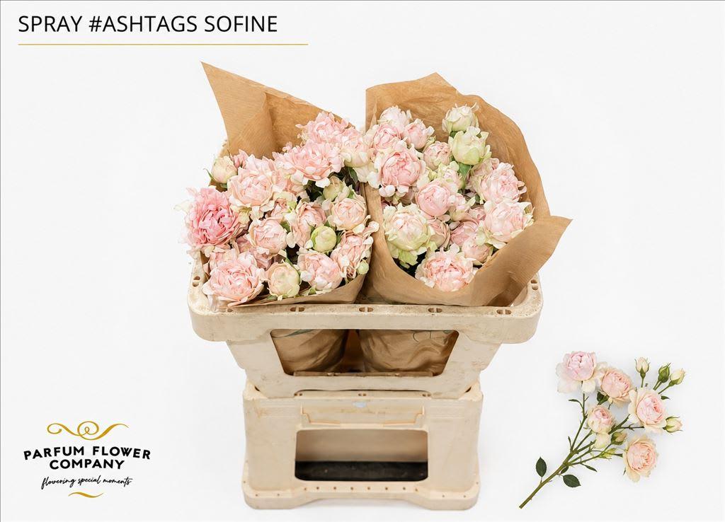 Срезанные цветы оптом Rosa spray #so fine от 12шт из Голландии с доставкой по России