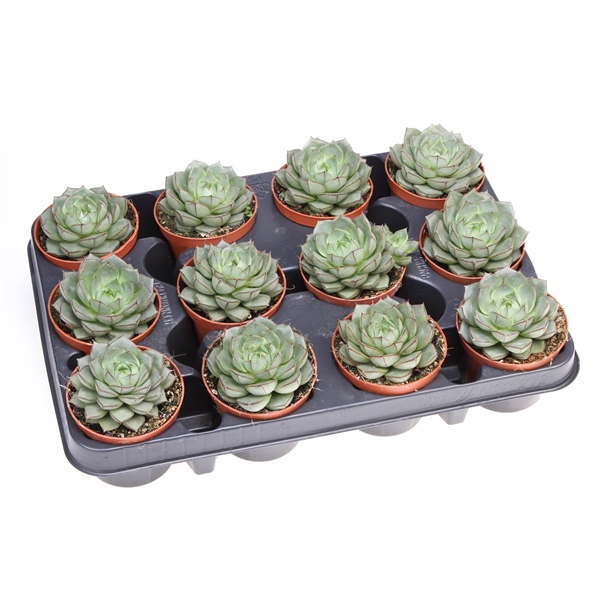 Горшечные цветы и растения оптом Echeveria Fabiola от 12шт (для телеги) из Голландии с доставкой по России