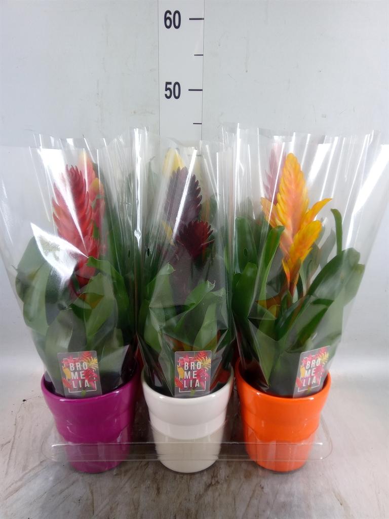 Горшечные цветы и растения оптом Vriesea   ...mix 6 от 6шт' из Голландии с доставкой по России