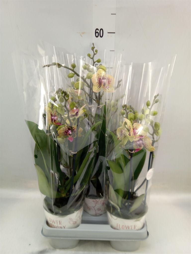 Горшечные цветы и растения оптом Phalaenopsis   ...yellow от 5шт из Голландии с доставкой по России