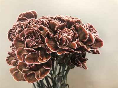 Срезанные цветы оптом Dianthus st paint brown от 80шт из Голландии с доставкой по России