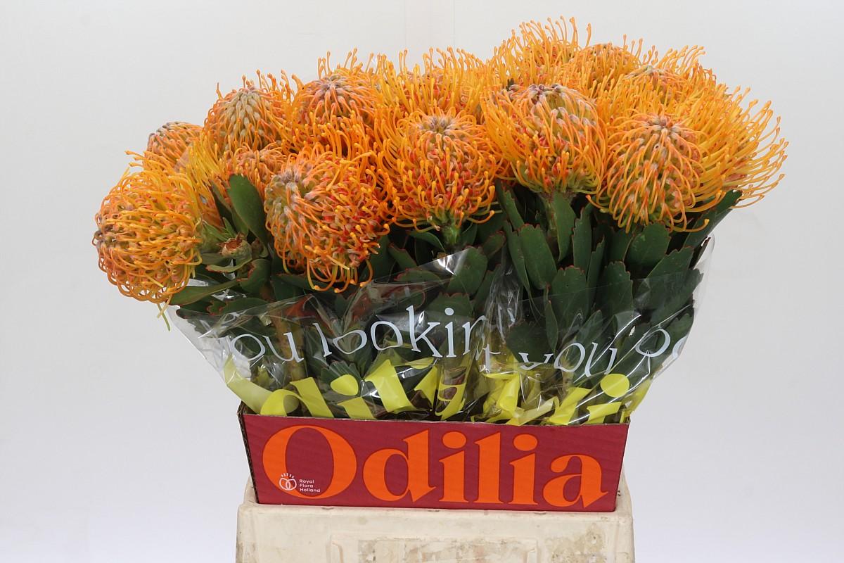 Срезанные цветы оптом Nutans soleil от 30шт из Голландии с доставкой по России