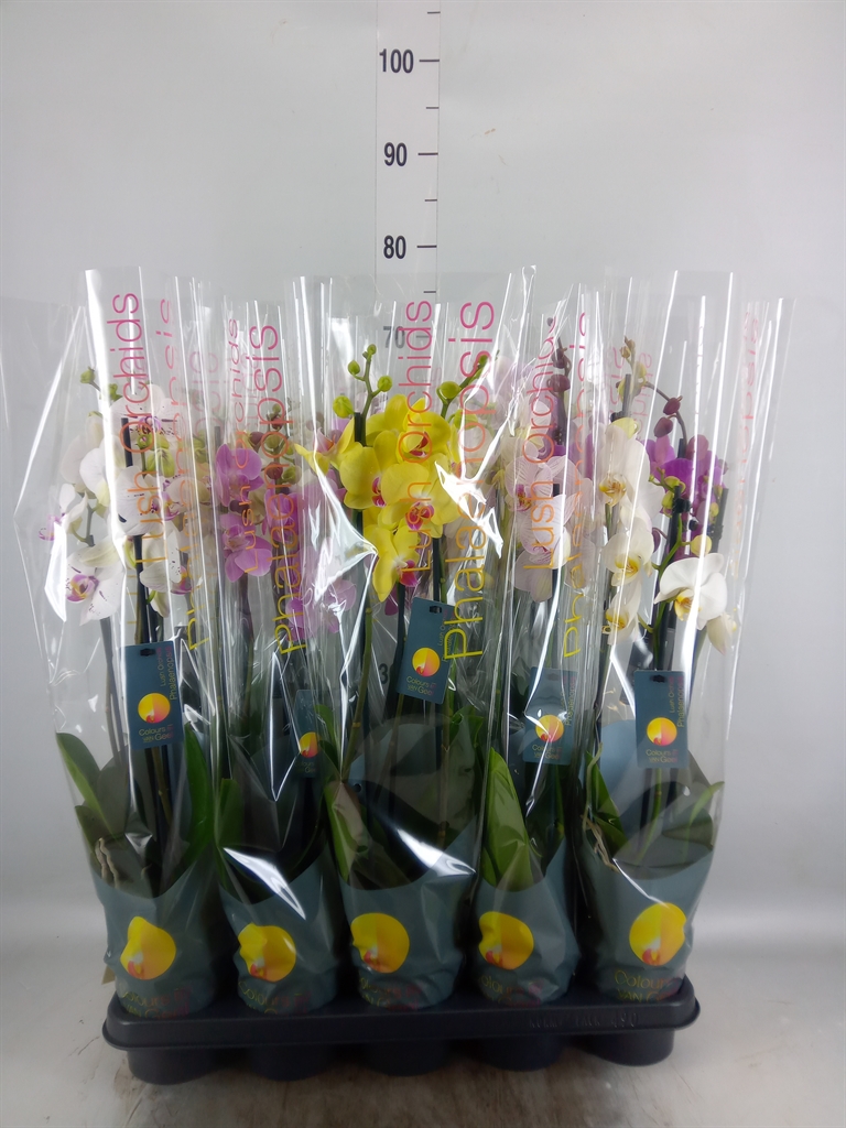 Горшечные цветы и растения оптом Phalaenopsis   ...mix  7 от 10шт из Голландии с доставкой по России