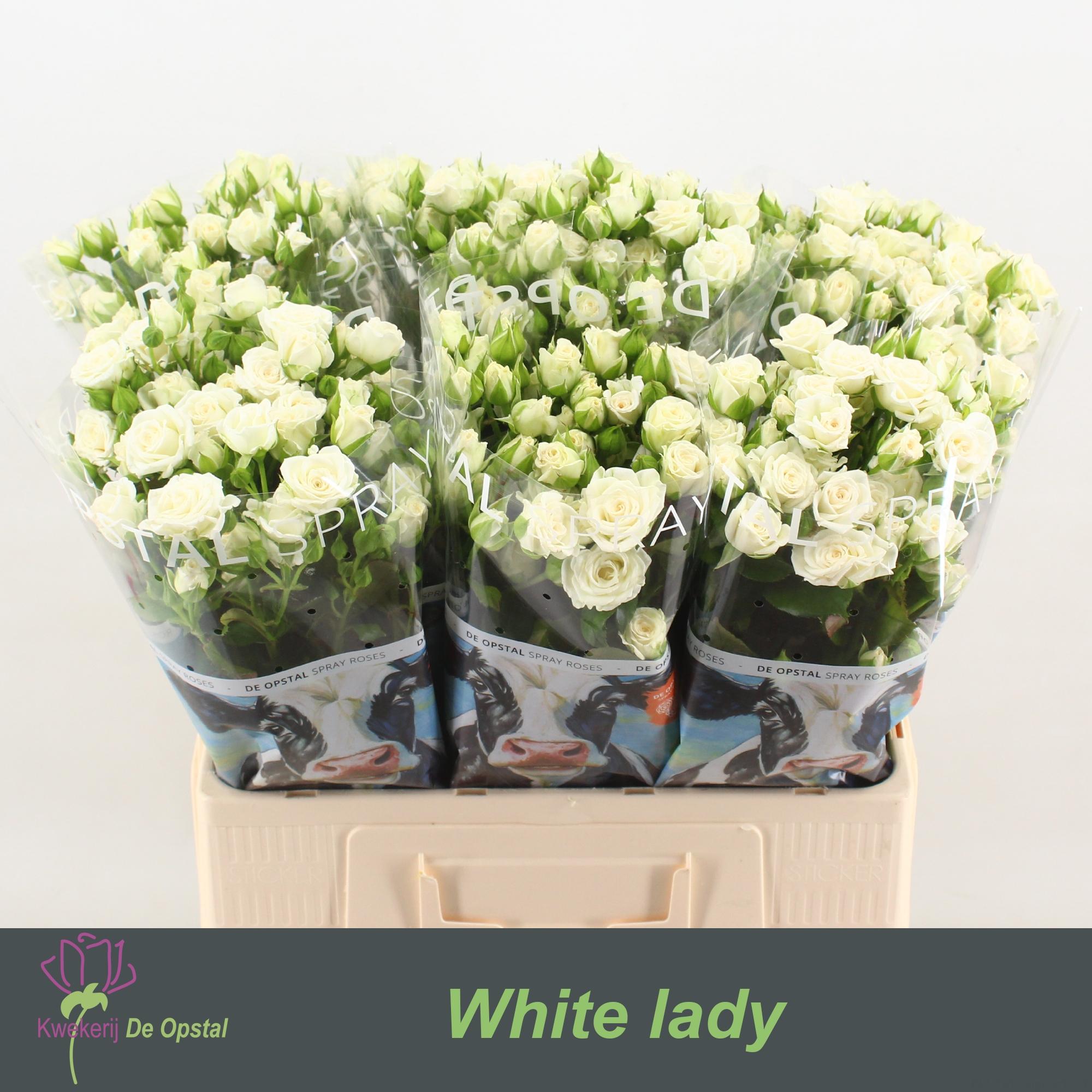 Срезанные цветы оптом Rosa spray white lady от 30шт из Голландии с доставкой по России