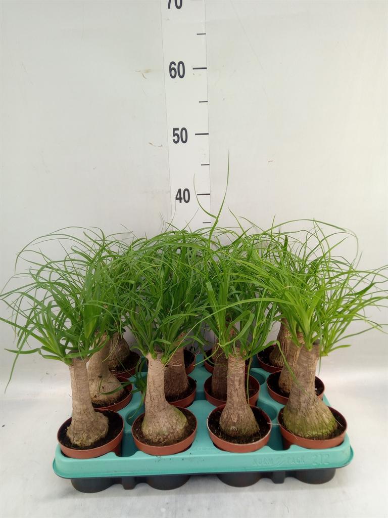 Горшечные цветы и растения оптом Beaucarnea Recurvata от 12шт (для телеги) из Голландии с доставкой по России