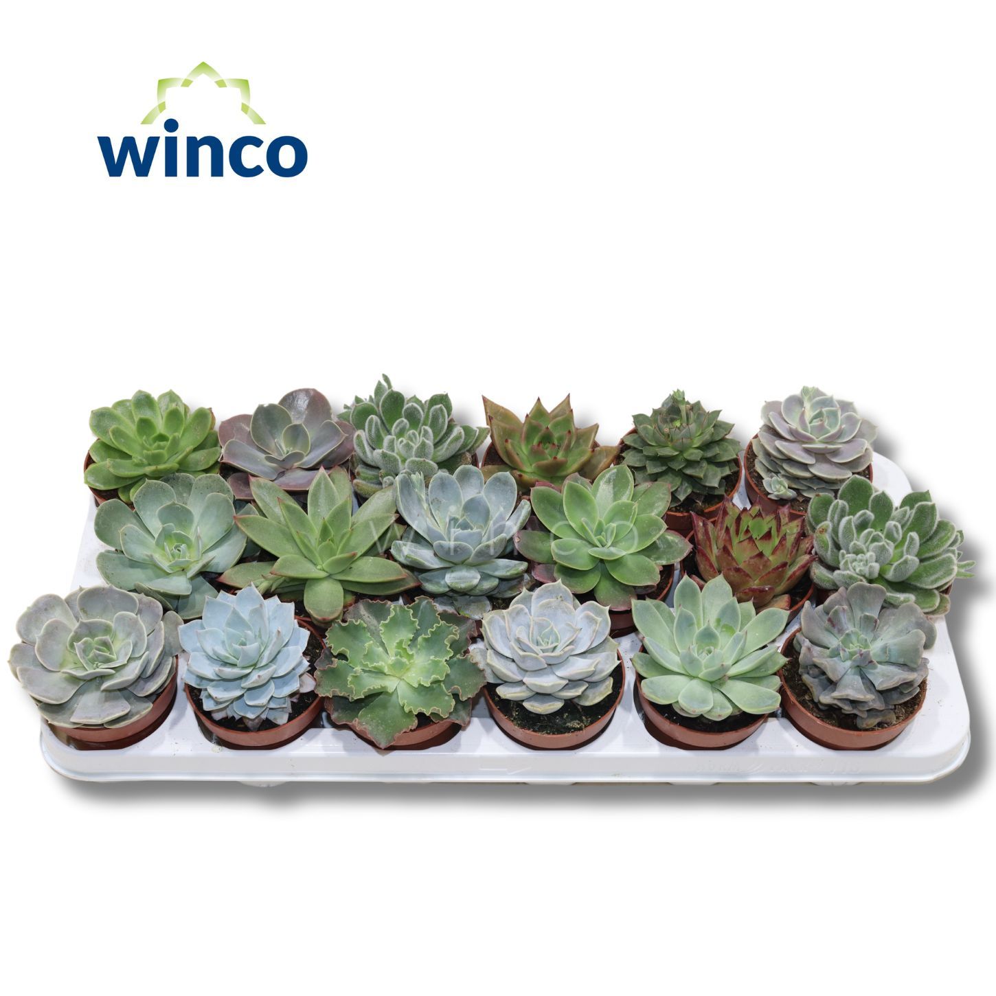 Горшечные цветы и растения оптом Echev Gem от 18шт (для телеги) из Голландии с доставкой по России