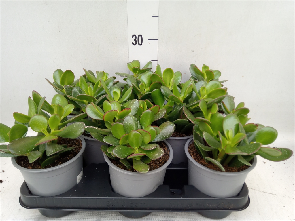 Горшечные цветы и растения оптом Crassula Ovata от 8шт из Голландии с доставкой по России