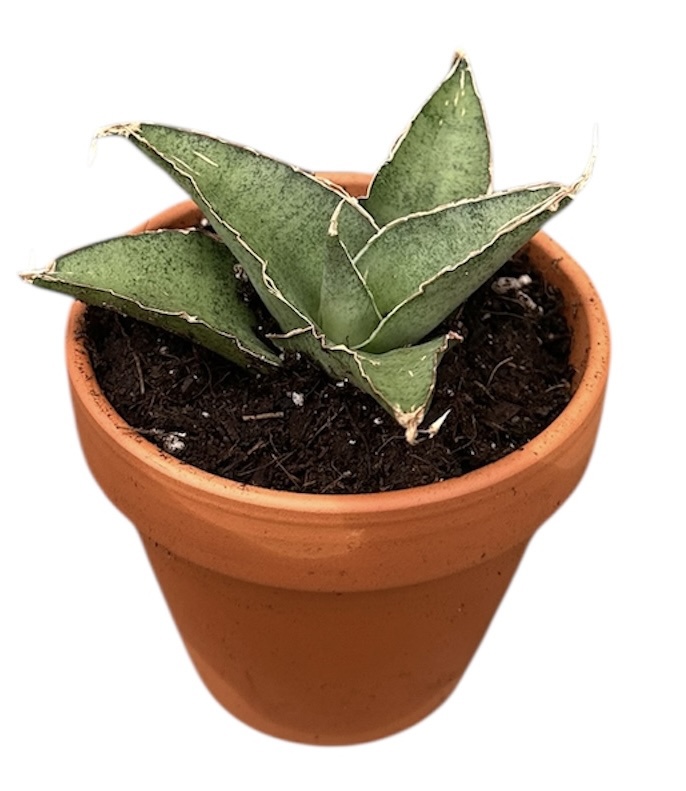 Горшечные цветы и растения оптом Sansevieria Tower Gray от 1шт (для телеги) из Голландии с доставкой по России