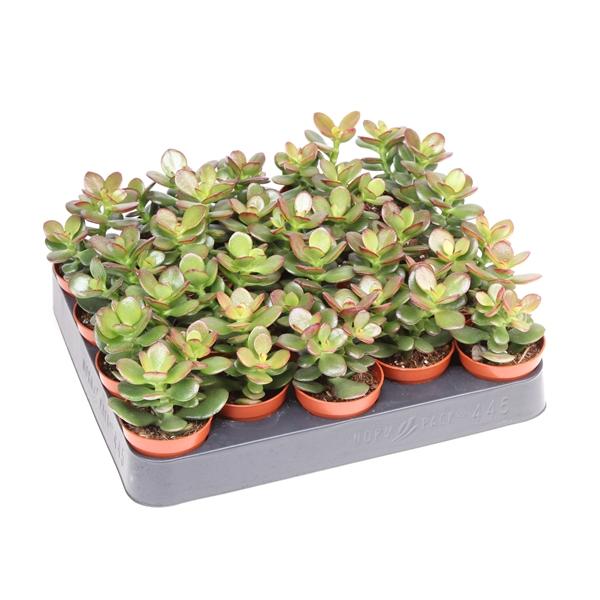 Горшечные цветы и растения оптом Crassula Ovata Minor от 20шт (для телеги) из Голландии с доставкой по России