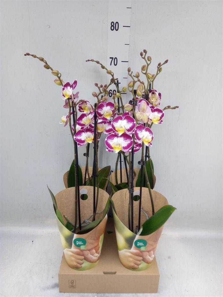 Горшечные цветы и растения оптом Phalaenopsis   ...lilac от 4шт из Голландии с доставкой по России