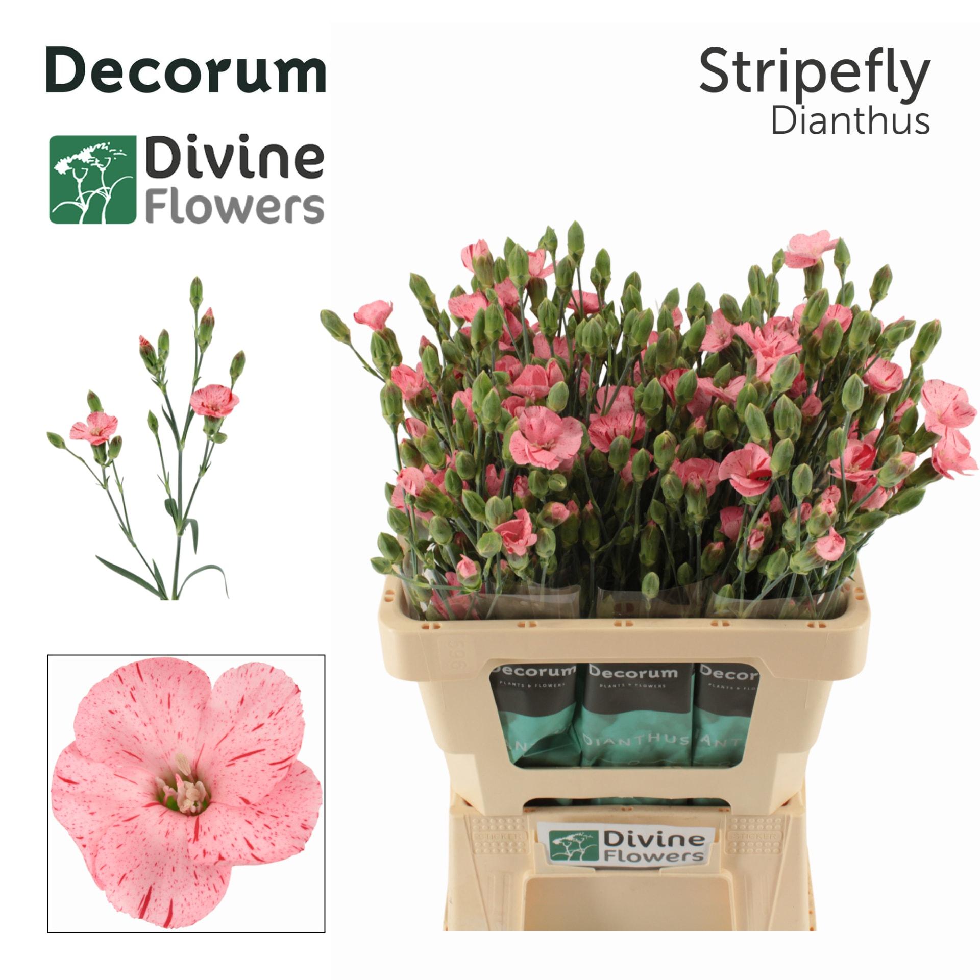 Срезанные цветы оптом Dianthus sp solandis stripefly от 60шт из Голландии с доставкой по России