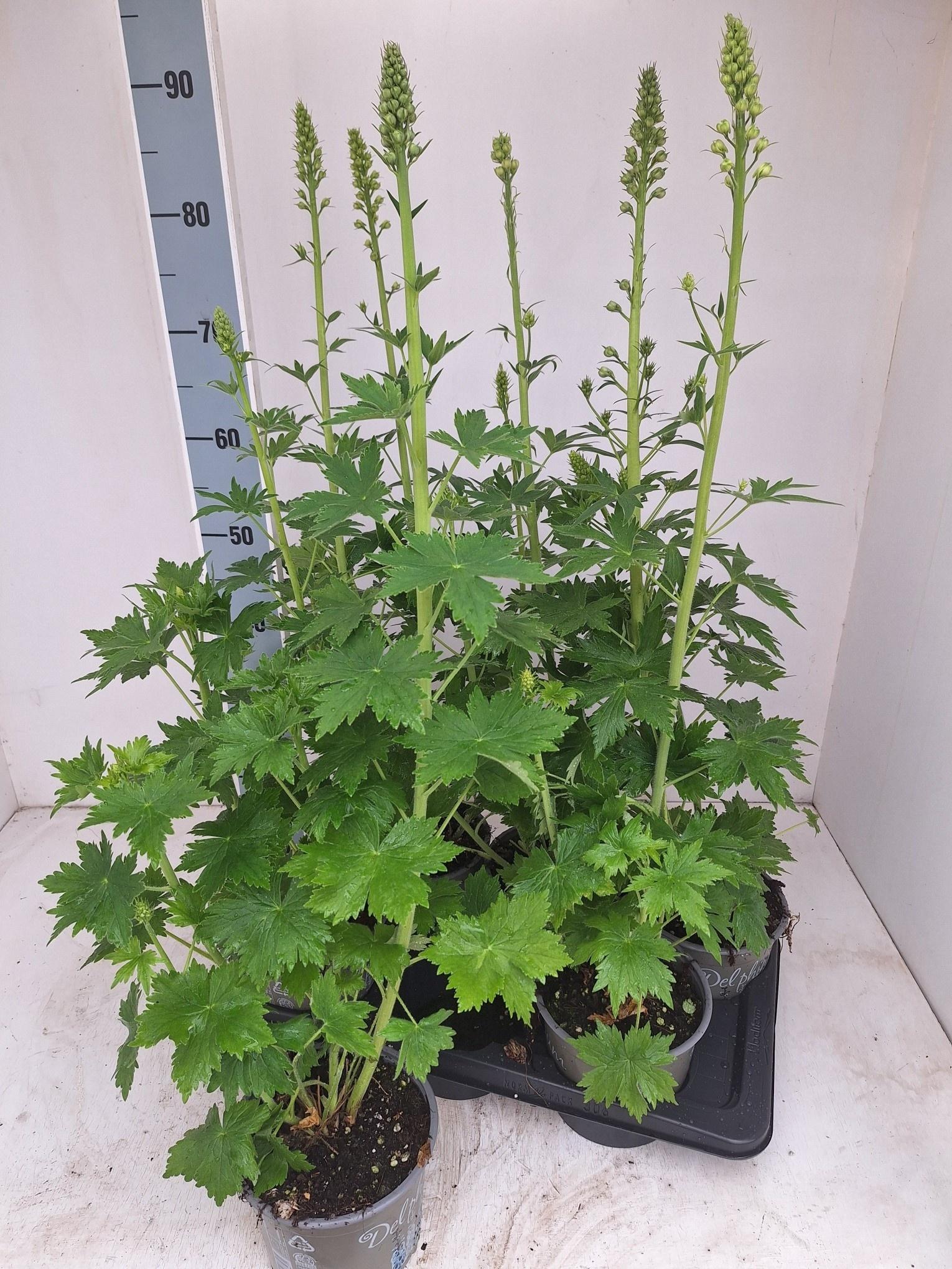 Горшечные цветы и растения оптом Delp El Mag Fountain от 6шт из Голландии с доставкой по России