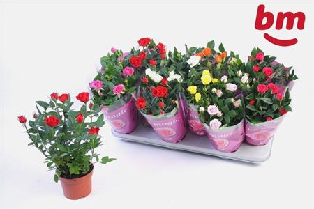 Горшечные цветы и растения оптом Rosa Beau Monde Mix от 12шт из Голландии с доставкой по России Горшечные цветы и растения оптом Rosa Beau Monde Mix от 12шт из Голландии с доставкой по России