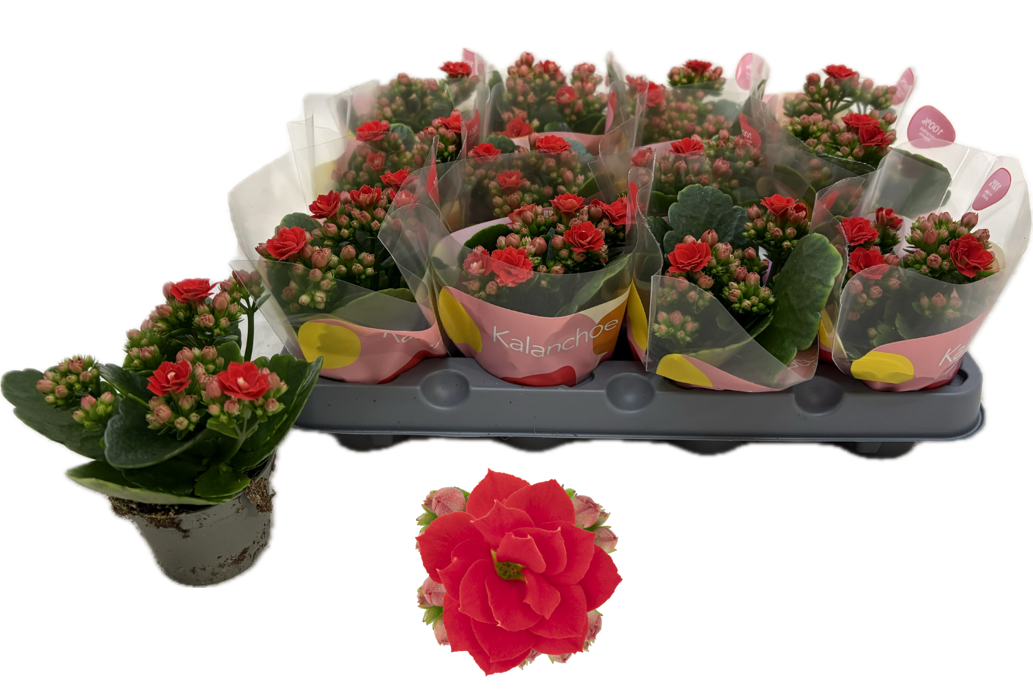 Горшечные цветы и растения оптом Kal Ge Rf Noelle от 12шт (для телеги) из Голландии с доставкой по России