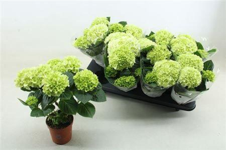 Горшечные цветы и растения оптом Hydr M Hi White Sun 4-5++++ от 8шт из Голландии с доставкой по России