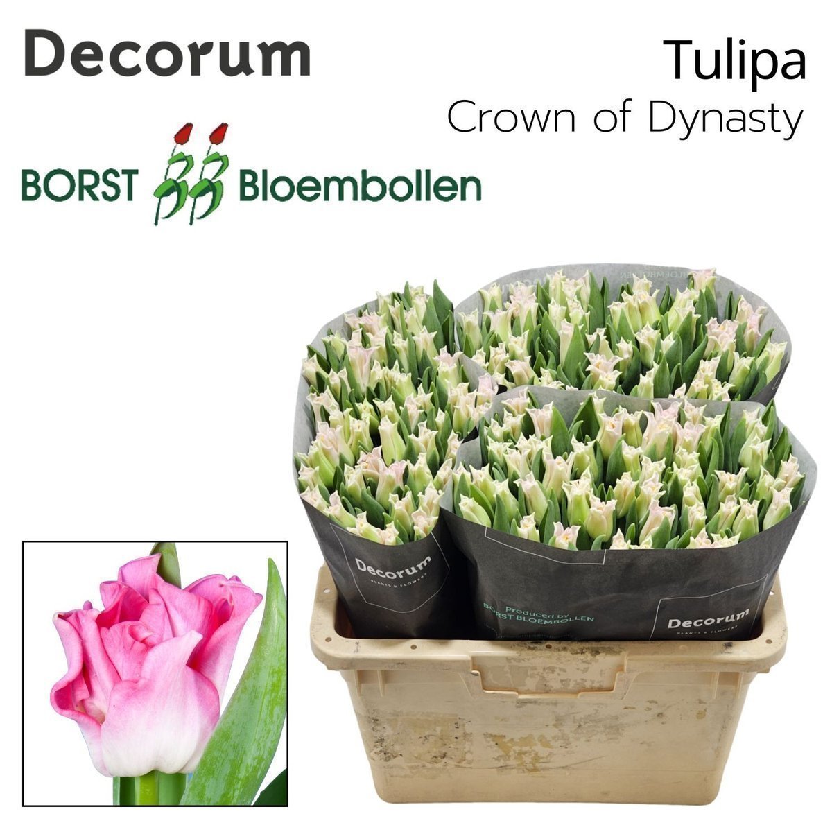 Срезанные цветы оптом Tulipa co crown of dynasty от 150шт из Голландии с доставкой по России