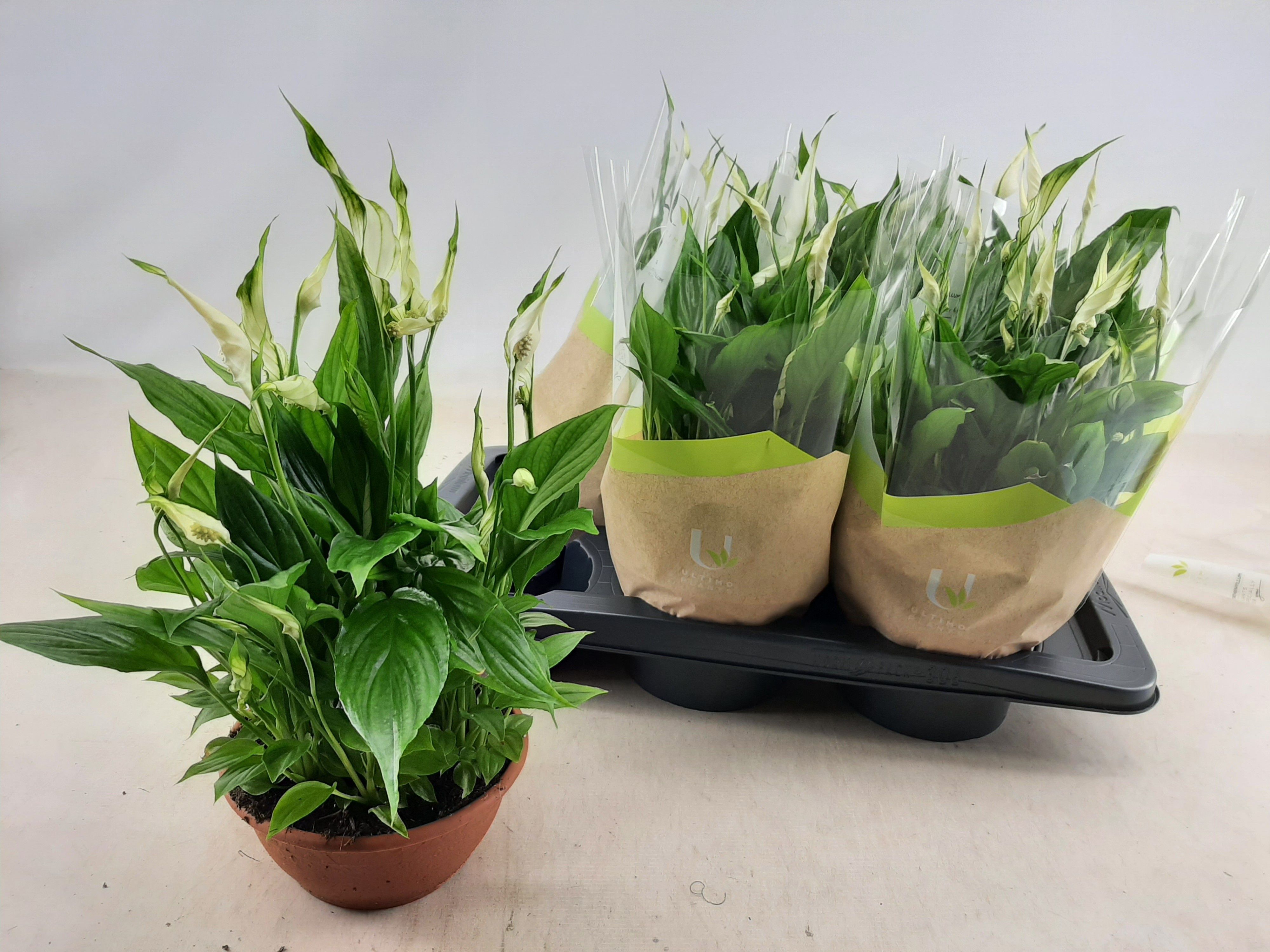 Горшечные цветы и растения оптом Spath Chopin от 6шт из Голландии с доставкой по России