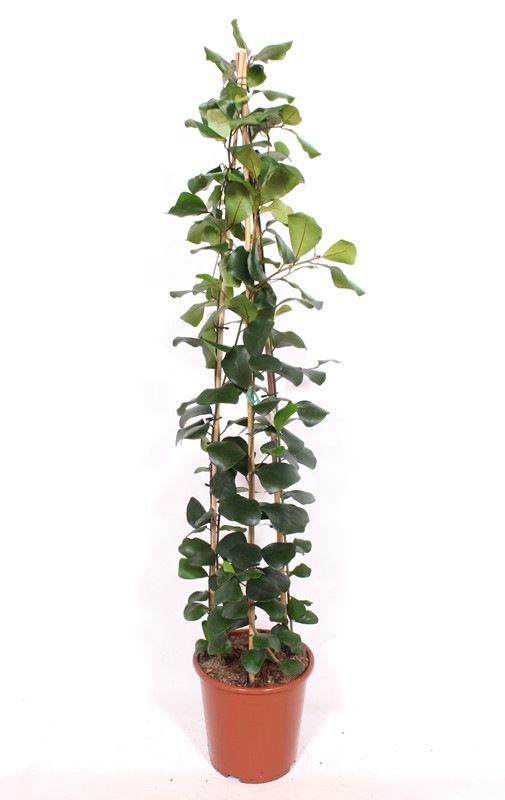 Горшечные цветы и растения оптом Ficus Trinova от 1шт из Голландии с доставкой по России