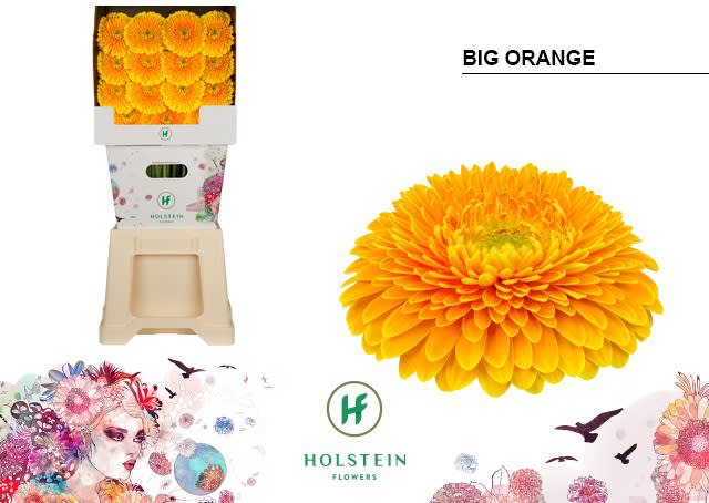 Срезанные цветы оптом Gerbera diamond gerponi big orange от 45шт из Голландии с доставкой по России