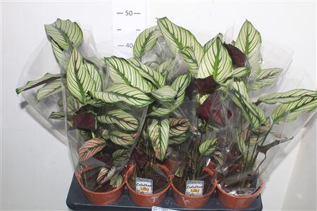 Горшечные цветы и растения оптом Calat Ma Whitestar от 8шт из Голландии с доставкой по России