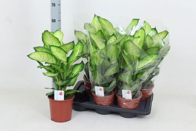 Горшечные цветы и растения оптом Dieffenbachia Summer Style от 6шт из Голландии с доставкой по России
