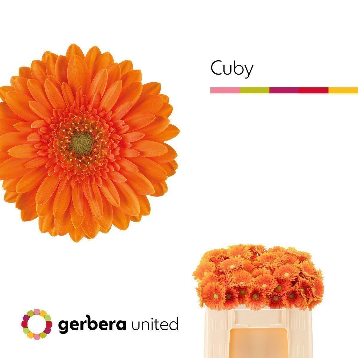 Срезанные цветы оптом Germini cuby от 80шт из Голландии с доставкой по России