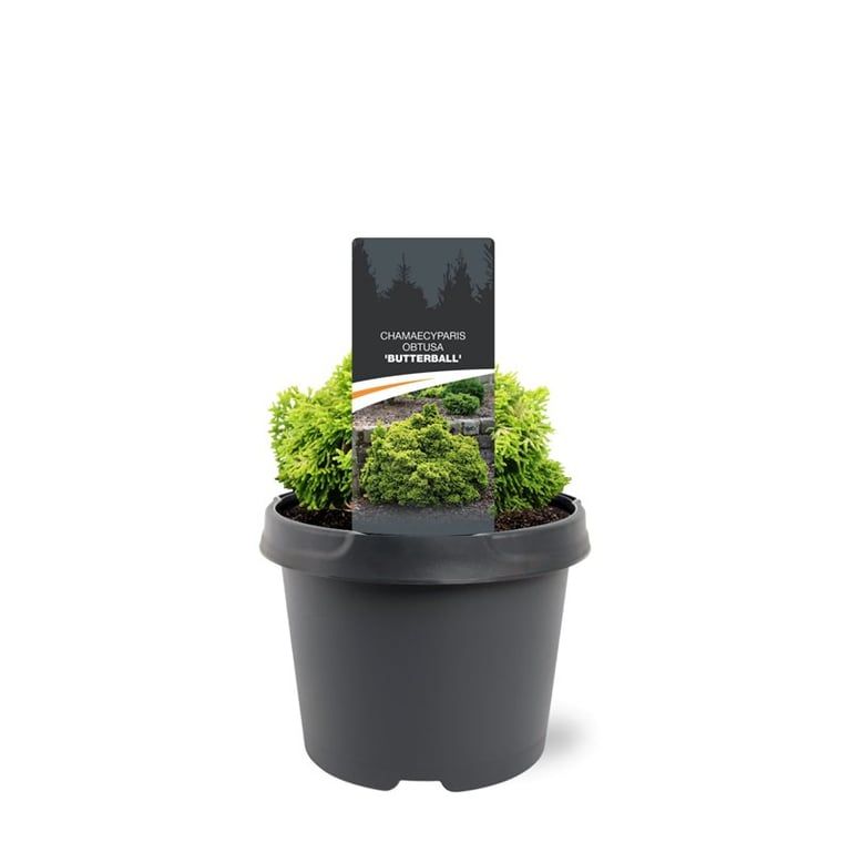 Горшечные цветы и растения оптом Chamaecyparis Obt Butterball от 1шт из Голландии с доставкой по России