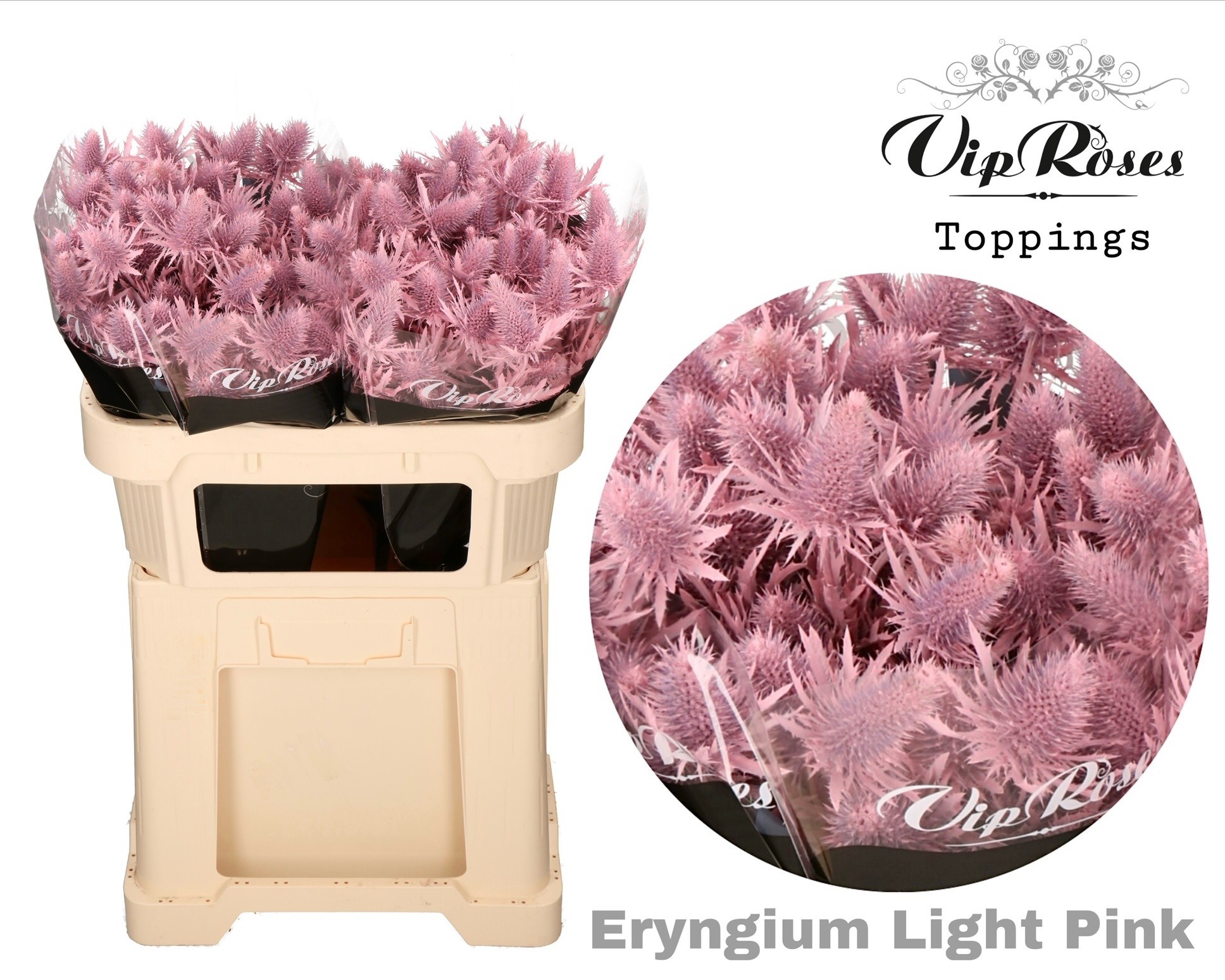 Срезанные цветы оптом Eryngium supernova paint pink light от 20шт из Голландии с доставкой по России