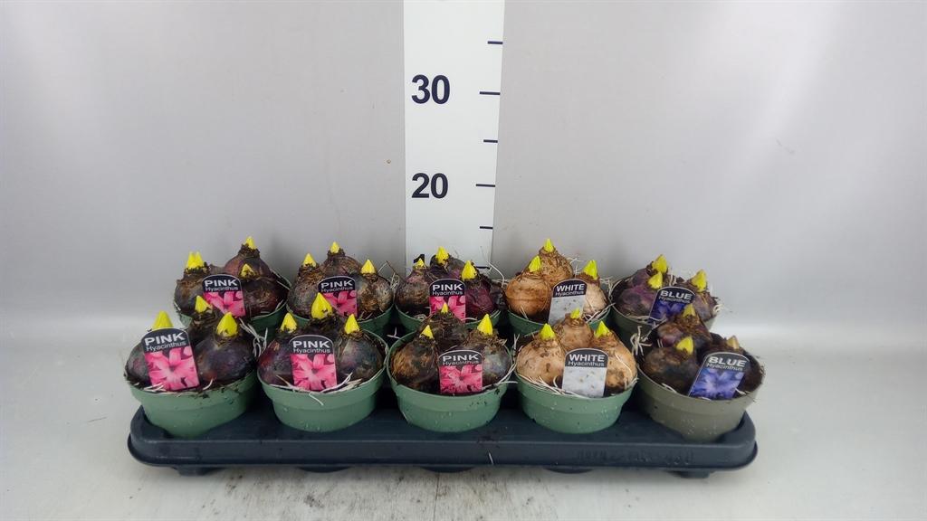 Горшечные цветы и растения оптом Hyacinthus Orie. ...mix от 10шт из Голландии с доставкой по России