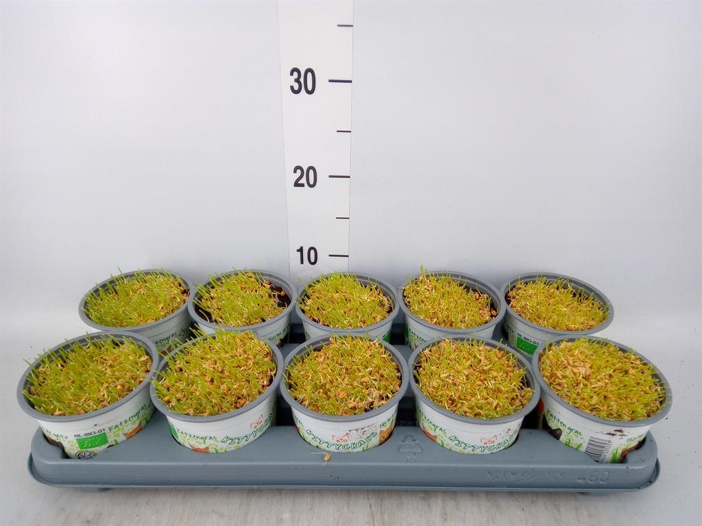 Горшечные цветы и растения оптом Hordeum Sp.   ...kattegras Zaai от 10шт из Голландии с доставкой по России