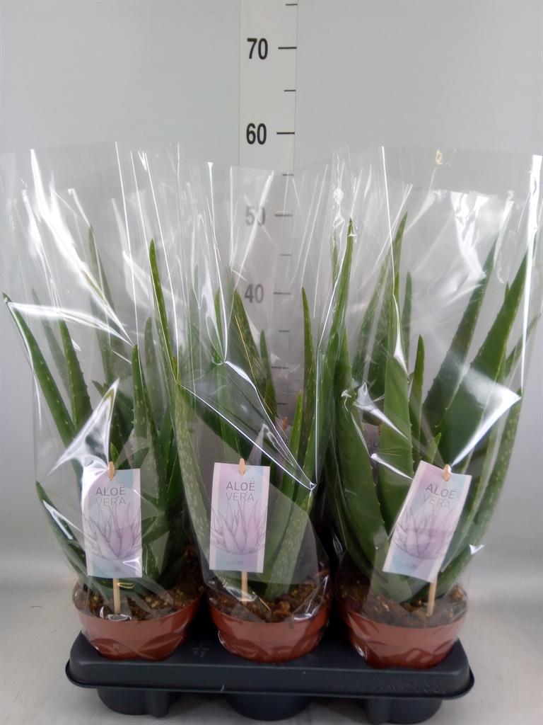 Горшечные цветы и растения оптом Aloe Vera Outdoor от 6шт из Голландии с доставкой по России